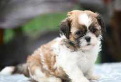 Maravillosas cachorros de shih tzu para adopción