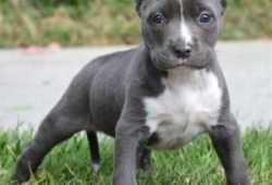 Maravillosos cachorros de Pitbull