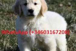 MIKE cachorros Golden Retriever