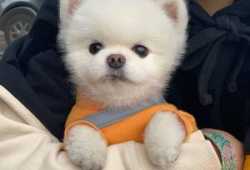 Pomerania Cachorros