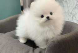 Pomerania Pomerania;´