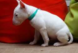 PRECIOSA CAMADA BULL TERRIER[]