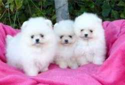 Preciosos cachorritos de pomerania completamente
