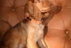 Preciosos cachorros cocker spaniel ingles