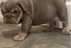 Preciosos cachorros de bulldog ingles en adopcion