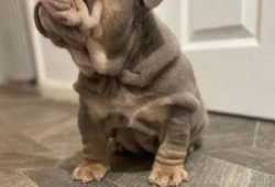 Preciosos cachorros de bulldog ingles en adopcion