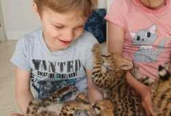 Preciosos gatitos caracal y serval a la venta en n