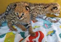Preciosos gatitos caracal y serval a la venta en n