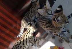 Preciosos gatitos caracal y serval a la venta en n