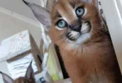 Preciosos gatitos caracal y serval a la venta en n