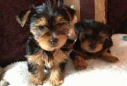 Preciosos perros Yorkshire solo para adopción.
