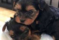 Preciosos perros Yorkshire solo para adopción.