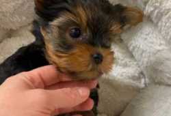 Regala Cachorros Yorkie en Adopción(+34631716322)