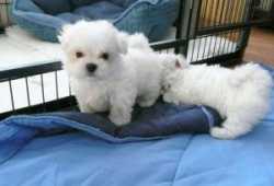 Regalo Bichon maltesa cachorros libres formados en