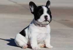 regalo Bulldog Frances de Pura Raza  +34 612280006