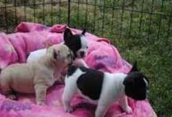 regalo Bulldog Frances de Pura Raza  +34 612280006