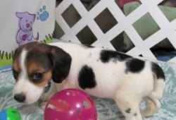REGALO CACHORRO BEAGLE PARA ADOPCION