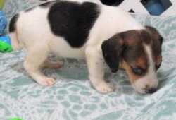 REGALO CACHORRO BEAGLE PARA ADOPCION