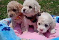 REGALO CACHORRO CANICHE TOY PARA ADOPCIÓN