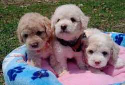 REGALO CACHORRO CANICHE TOY PARA ADOPCIÓN