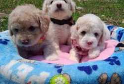 REGALO CACHORRO CANICHE TOY PARA ADOPCIÓN