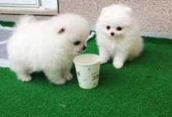 Regalo Cachorros Pomeranian