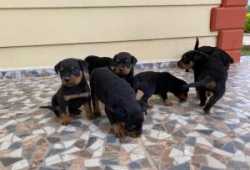 Regalo Cachorros Rottweilers