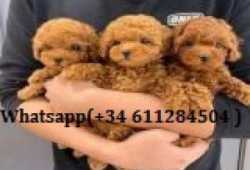 REGALO HERMOSO CACHORRITOS DE CANICHE TOY whatsapp