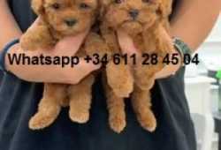 REGALO LINDO CACHORROS DE CANICHE MINI TOY ((+346