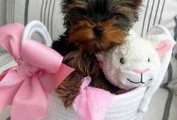 REGALO Yorkie disponibles