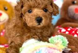 REGALO)Cachorros Caniches