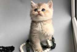 Scottish Fold para adopción