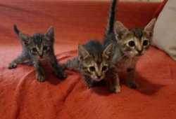 Se ofrecen en adopción gatitos en Sagunto