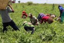 Se solicita personal para trabajar en el campo