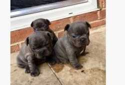 Se venden cachorros súper bulldog francés