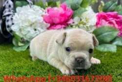 SUNNY cachorros bulldog frances