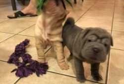 Tenemos dos hermosos cachorros Shar Pei