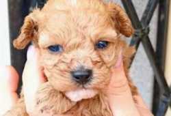 Ultimo cervatillo hembra caniche toy,