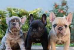 Vendo cachorros bulldog frances.