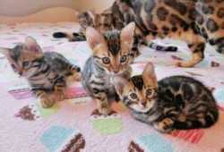 Venta de gatitos de criadero de todas las razas. 2