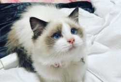 Venta de gatitos de criadero de todas las razas. 2