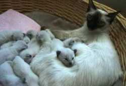 Venta de gatitos de criadero de todas las razas. 2