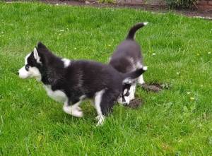 Cachorros de husky siberiano adecuados Cachorros de husky siberiano adecuados