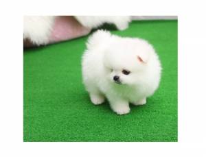 cachorros de T-Cup Pomeranian cachorros de T-Cup Pomeranian