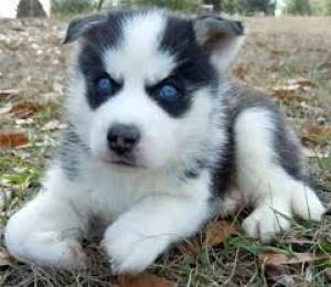 Lindos y adorables cachorros de husky siberiano Lindos y adorables cachorros de husky siberiano