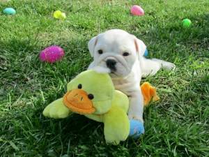 xx Bulldog Inglés xx xx Bulldog Inglés xx